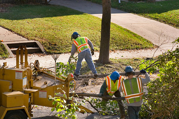 How Our Tree Care Process Works  in Salinas, CA